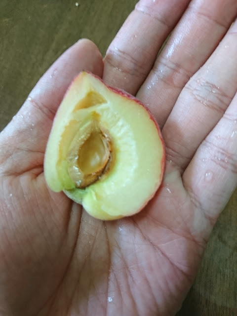 紅寶石水蜜桃，果實Ruby peach, fruit