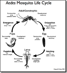 Tidakkah Anda Terfikir??: Apa itu aedes dan cara pencegahan