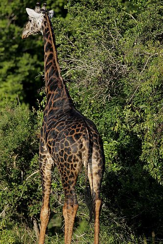 cute giraffe