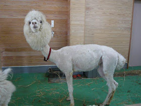 funny animal pics, animal photos, shaved alpaca