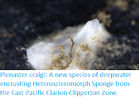 https://sciencythoughts.blogspot.com/2017/10/plenaster-craigi-new-species-of.html