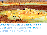 http://sciencythoughts.blogspot.com/2019/05/extremophilic-micro-organismss-from.html