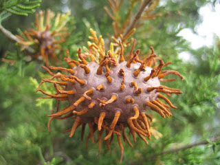 Cedar Apple Rust Fungus