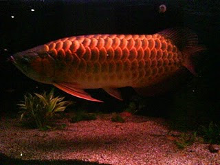 Budidaya Ikan Arwana Super Red | Budidaya | Informasi B