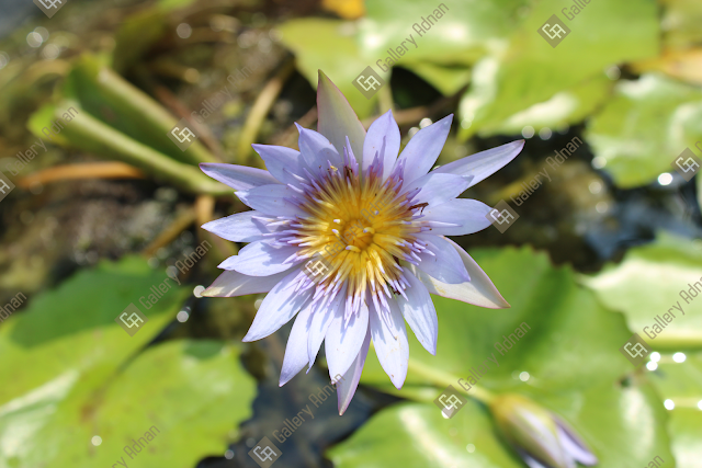 Beautiful flowers in the garden,photography,Canon EOS 1500D,Shutterstock