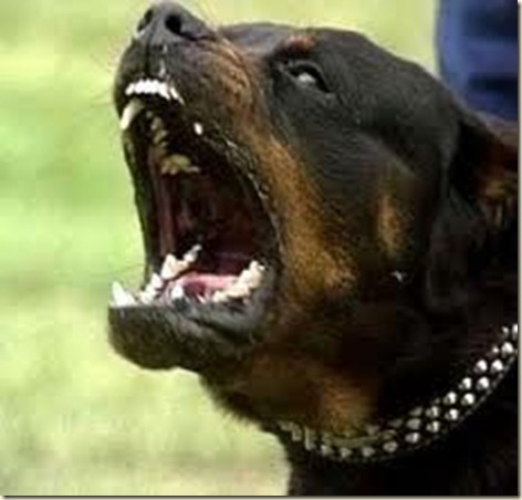 perro-pitbull (1