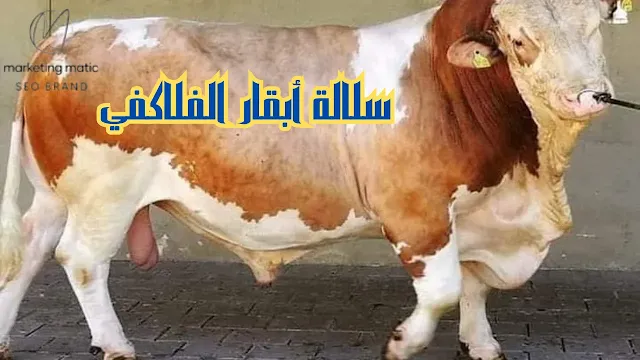 سلالة أبقار الفلاكفي