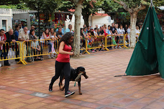 Los perros de la asociación GT Wurssy causan admiración en las fiestas de El Regato