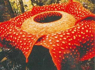 Bunga Rafflesia