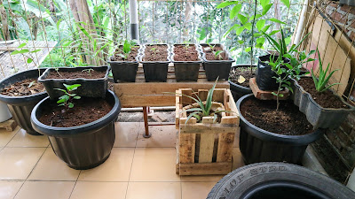 Berkebun, Menanam Kehidupan Demi Kehidupan