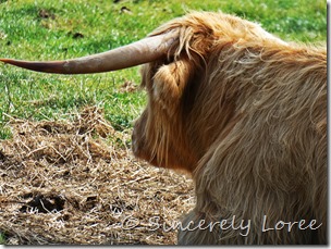 Highland coos 2