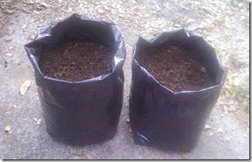 Turmeric grow bags