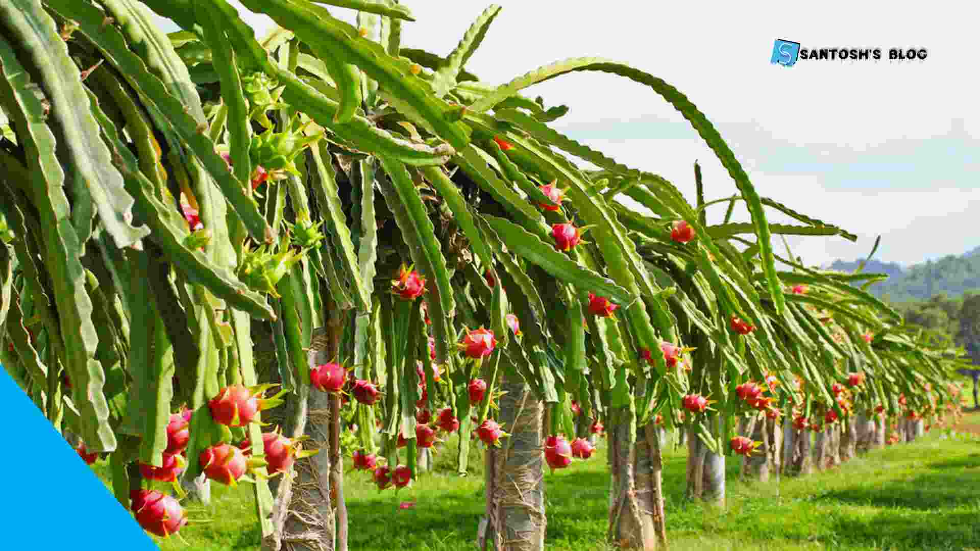 dragon-fruit-farming-in-nepal-business-plan-cost-process-return