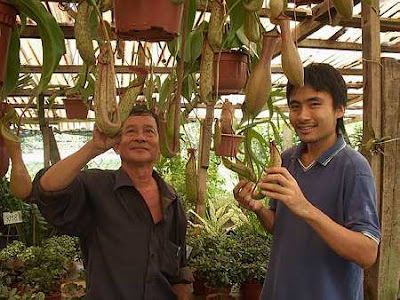 Booming business: Ah Keat and Seck Chai checking the pitcher plants.
