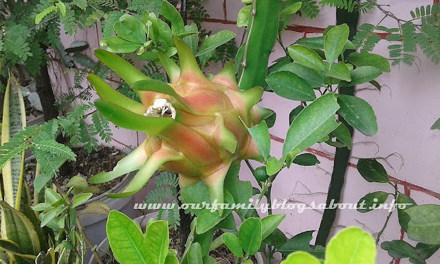 dragon fruit, gardening, home, home and living, how to grow dragon fruit in pots, pitaya, tips on growing dragon fruit, 