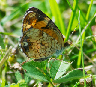 Pearl Crescent (Phycoides tharos)