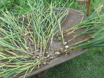 Great harvest-Vickie's Kitchen and Garden