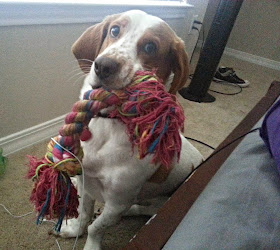 adorable dog pictures, dog grabs his toy with mouth