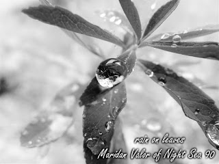 Rain On Leaves; Black And White Photography