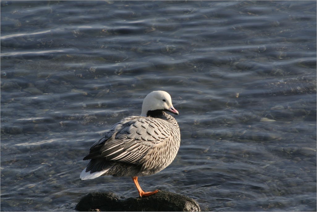 Emporer Goose