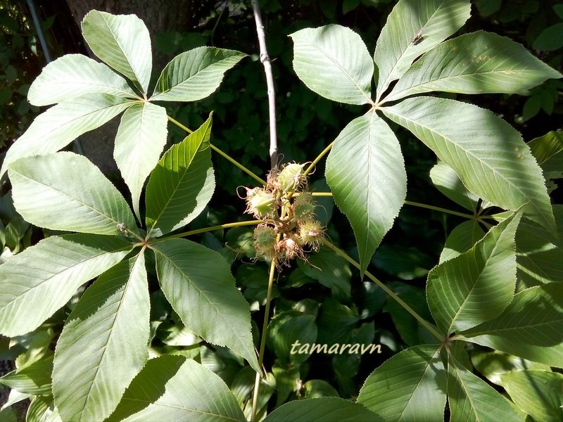 Конский каштан голый / Конский каштан гладкий (Aesculus glabra)