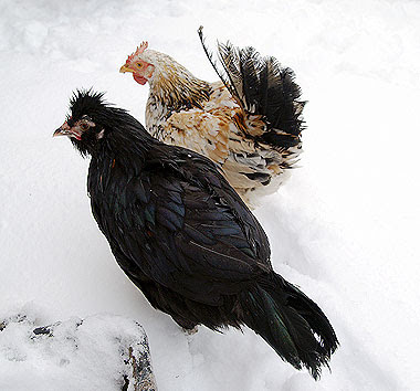 Pulcini intirizziti dalla loro prima neve. Foto di Andrea Mangoni.