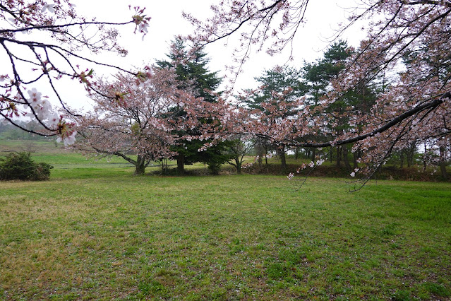 鳥取県西伯郡伯耆町小林 桜公園