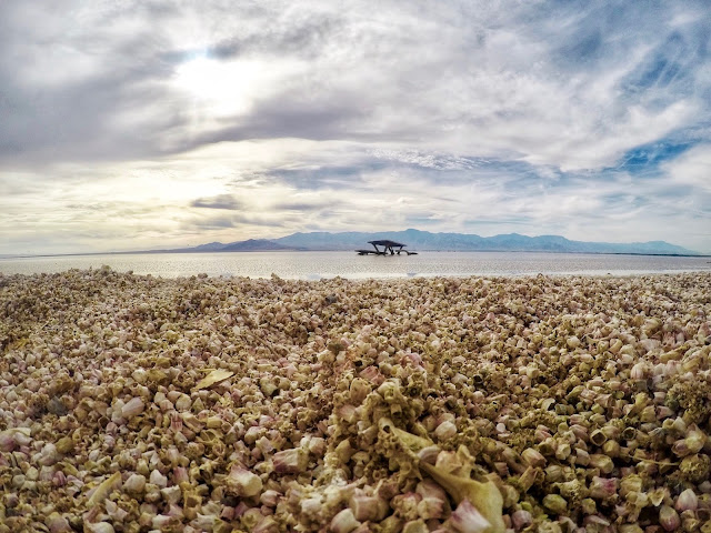 The Salton Sea: A Ghostly Lake in the Desert