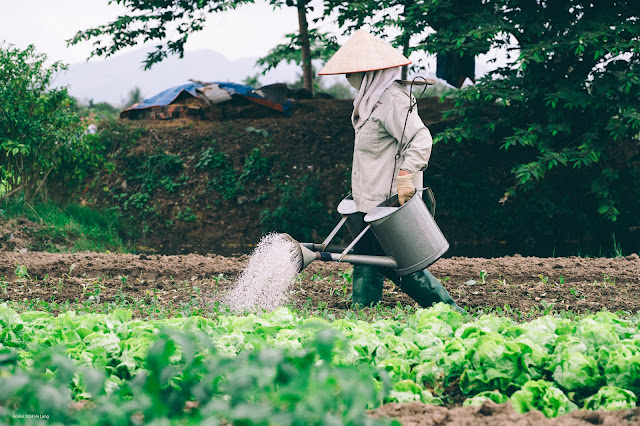 Visit the vegetable fields in Quang Ninh