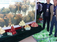 Pingliang's delicious apples on display at Trade Fair