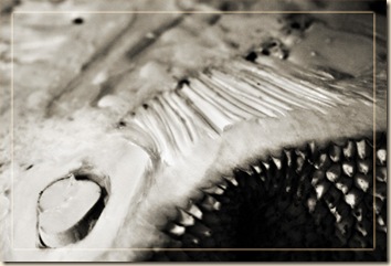 pp-bw-Jackfruit