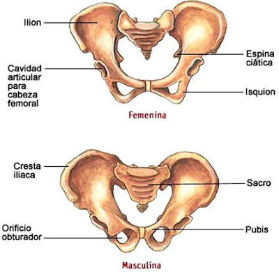 Ilustración pelvis ósea femenina y masculino a color