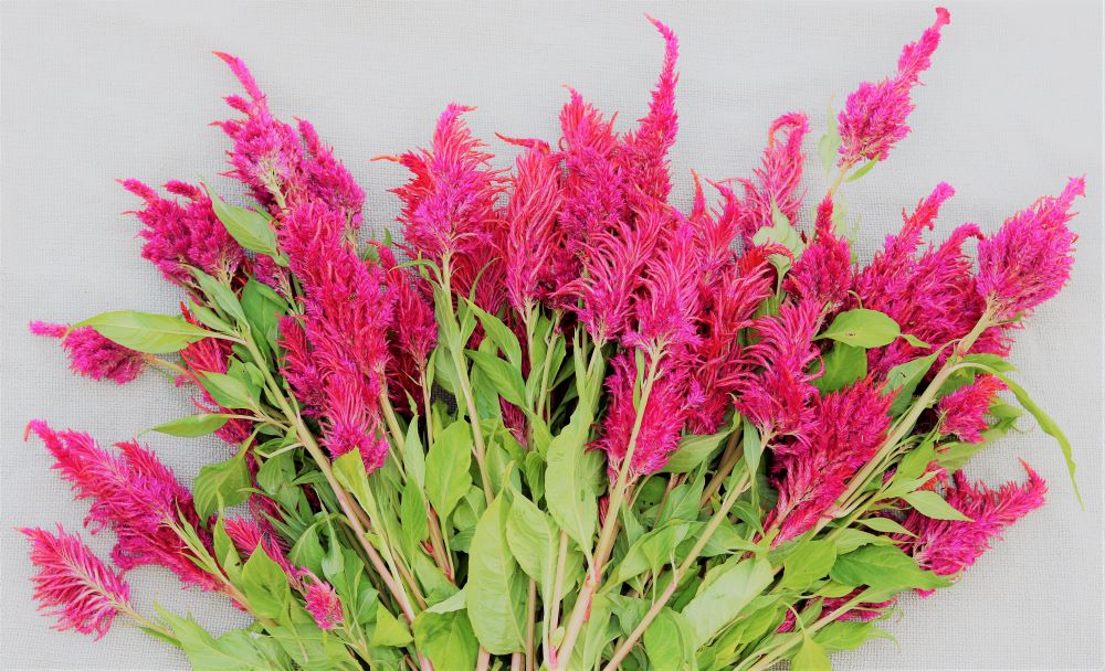 celosia-facts-growing-tips-garden-gardening-bouqets-athomewithjemma