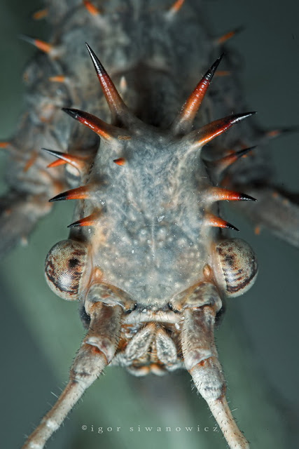 Cool Pictures of Alien Insects -  Insect Macro Photography Seen On www.coolpicturegallery.net