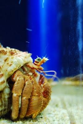 新江ノ島水族館 やどがり