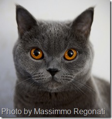 Chartreux cat