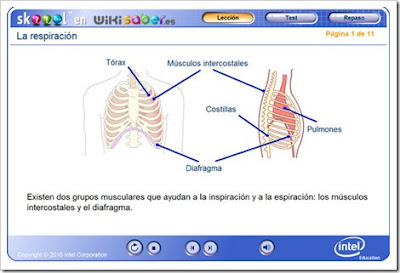 http://www.skoool.es/content/los/biology/breathing/index.html