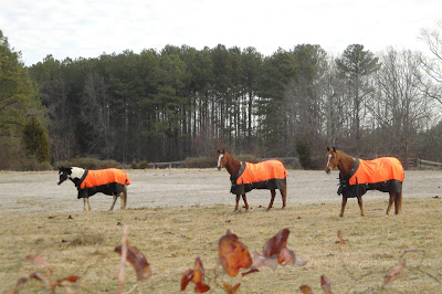 horses dressed in orange