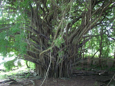 Banyan Tree Image