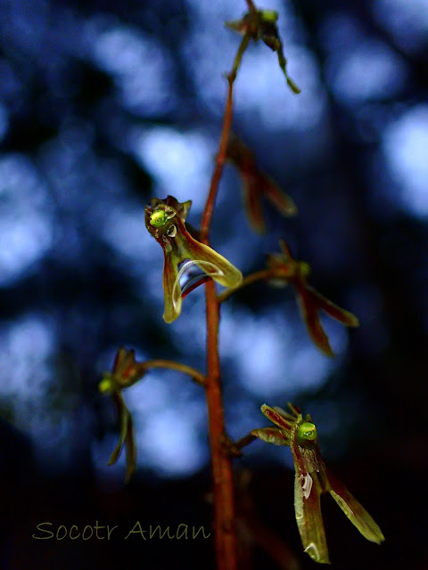 Neottia japonica