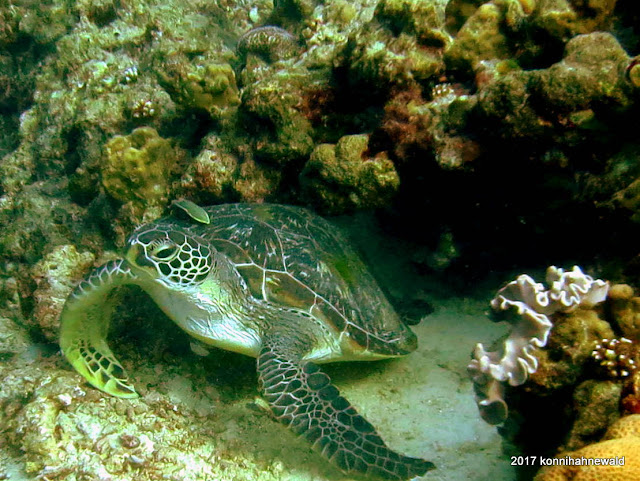 green sea turtle, cleaner fish, andaman sea, tropical island, pulau weh, indonesia, coral reef, 