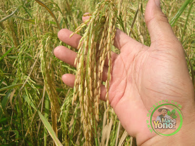 Malai Padi NAZWA Panjang sekitar 25 cm bulirnya 350-400 Biji 