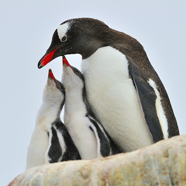 penguin