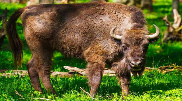 Once on the verge of extinction, the European bison is the national animal of which country?