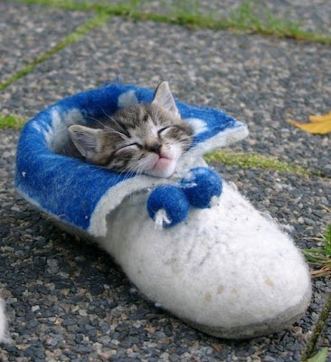 tidur dalam kasut