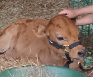 calf