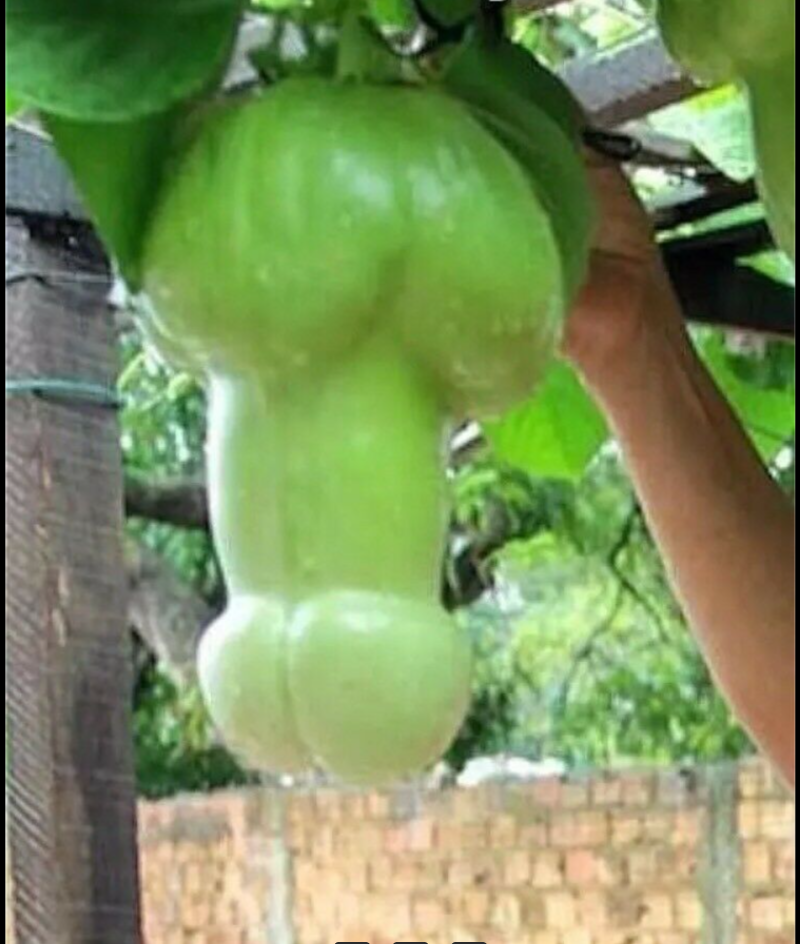 Penis mellon