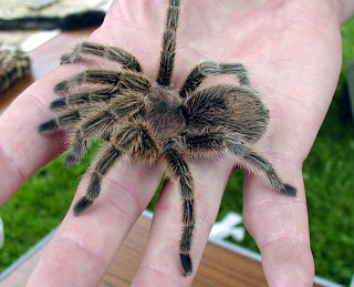 tarantula chilean rose fire red haires grammostola rosea spider poisonous animal pets wallpaper