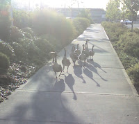 geese on the sidewalk