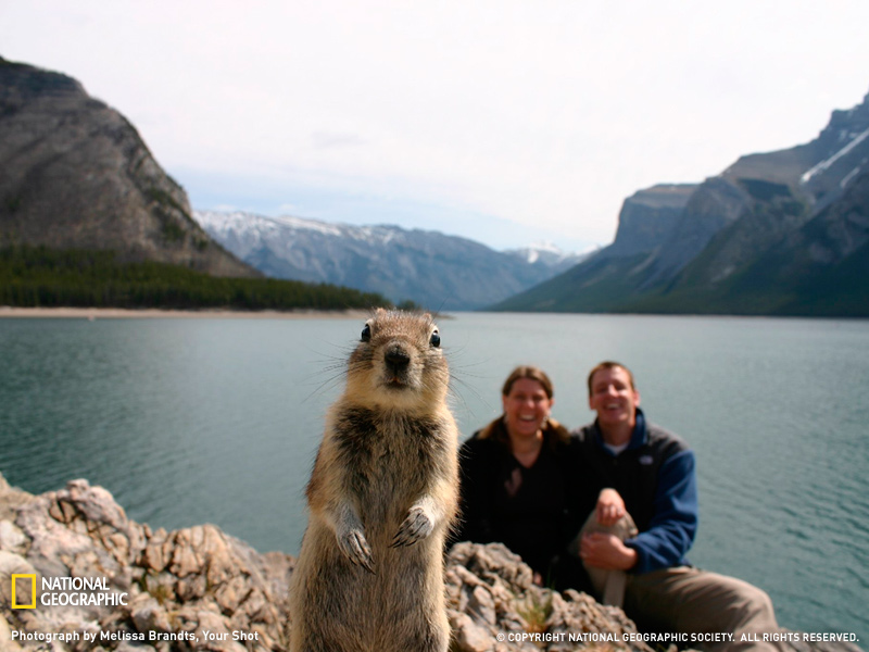 squirrel portrait Foto Paling Terkenal di Dunia yang Tidak Sengaja Terfoto